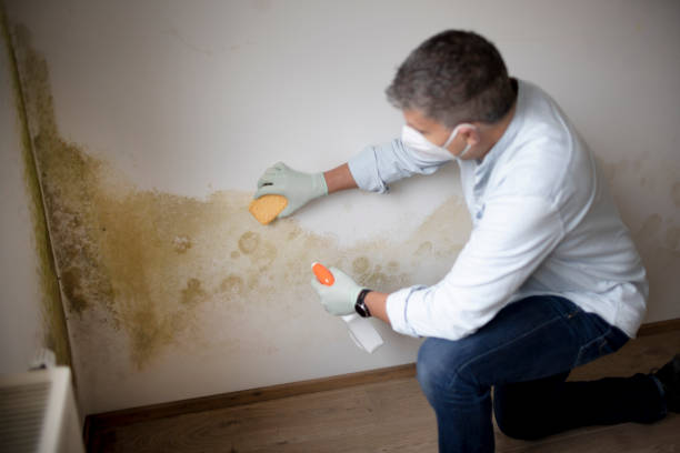 Best Environmental Consulting for Mold Prevention  in Franklin, GA